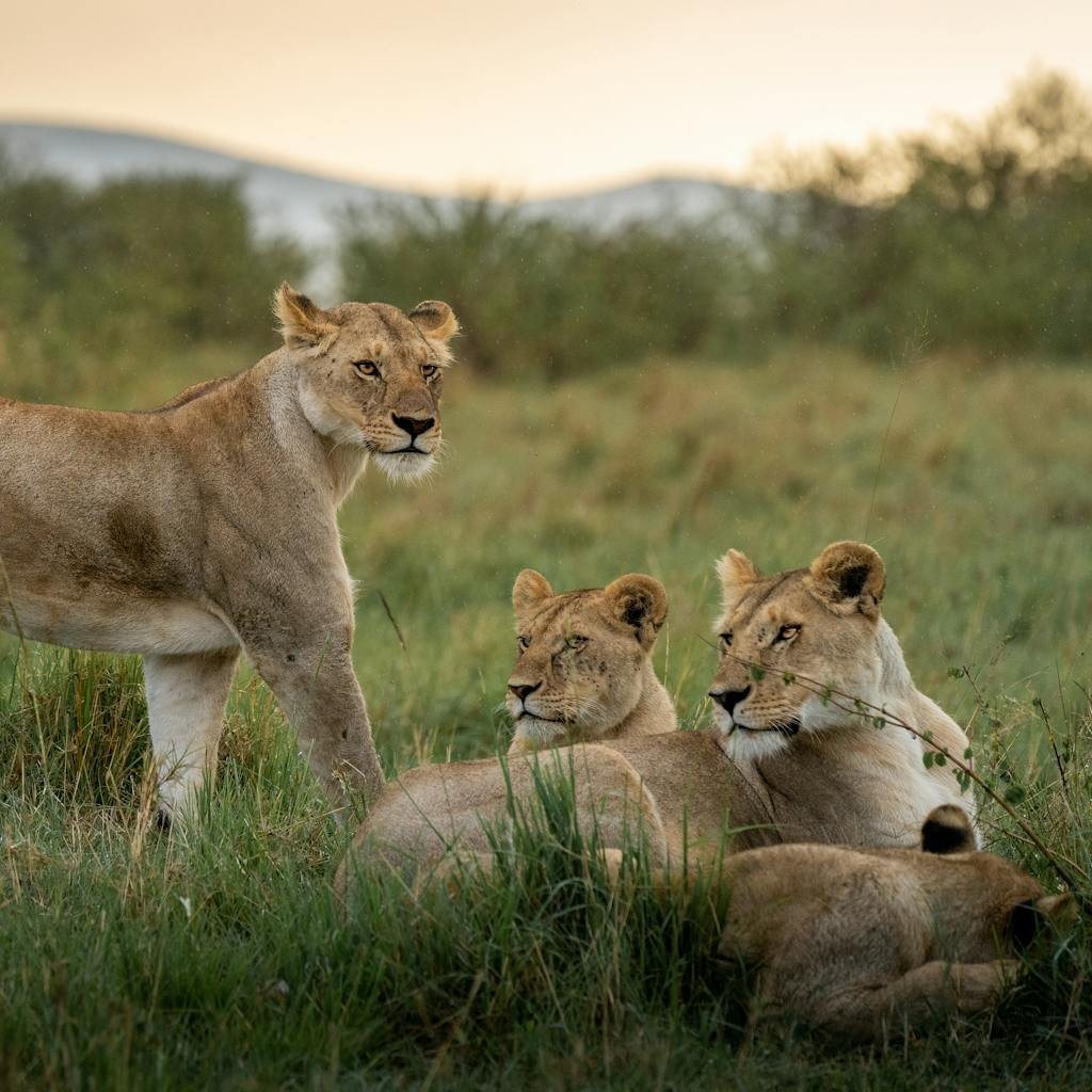 Lionesses Lying on the Savannah at Sunset in Maasai Mara National Reserve